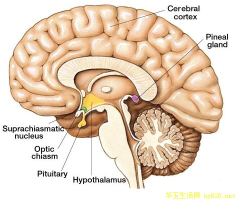 松果体、第三只眼、金字塔、数字33,这些我们人人都需要知道的世间宗教神秘。 松果体、第三只眼、金字塔、数字33,这些我们人人都需要知道的世间宗教神秘。